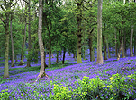 Tree, Trees, Wood, Woods, Woodland, Woodlands, forest, forests, bluebell, bluebells, blue bell, blue bells, bluebell wood, bluebell woods, England, UK, United Kingdom, British Isles, scilla, nutans, scilla nutans, english bluebells.