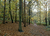 Garden, gardens, forest, forests, wood, woods, tree, trees, autumn, autumn foliage.