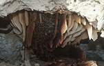 Insect, Insects, bee, bees, honeycomb, honeycombs, honey comb, honey combs, honey bee, honey bees, honeybee, honeybees, colony, colonies, hive, hives.