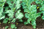 Vegetable, vegetables, Cruciferae, Brassica, kale, curly, curly kale, brassicaceae, winterbor, collard, collards, food, vegetable, vegetables, kale, curly, curly kale, ornamental cabbage, russian red, red russian, red russian kale, curly, curly kale, russian red kale, curly, curly kale, aka ragged jack, ragged jack, brassica, brassica, brassica napus, collard, collards.