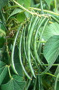 Food, vegetable, vegetables, bean, beans, rice, rice bean, rice beans, ricebean, ricebeans, vigna, vigna umbellata, umbellata, pod, pods, fabaceae.