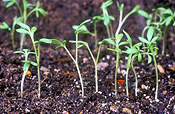 Food, herb, herbs, cress, Lepidium, Lepidium sativum, germinate, germination, seedling, seedlings, Perfection Curley, Perfection curley cress, sativum.