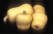 Vegetable, vegetables, Cucurbitaceae, Cucurbita, Cucurbita moschata, moschata, squash, butternut, butternuts, Pumpkin, Pumpkins, Butternut pumpkin, Butternut pumpkins, butternut squash.