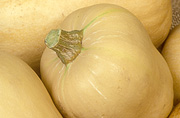 Vegetable, vegetables, Cucurbitaceae, Cucurbita, Cucurbita moschata, moschata, squash, butternut, butternuts, Pumpkin, Pumpkins, Butternut pumpkin, Butternut pumpkins, butternut squash.