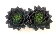 Flower, flowers, flower arrangements, floral arrangements, succulent, succulents, Daisy Jane,