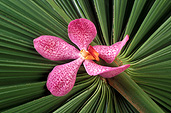 Flower, flowers, pink, cut flowers, palm, palms, orchid, orchids, Singapore orchid, Singapore orchids, pink flower, pink flowers, singapore, palm, palms, Daisy Jane,