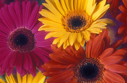 Flower, flowers, flower arrangements, cut flowers, floral arrangements, gerbera, gerberas, red flower, red flowers, yellow, yellow flower, yellow flowers, pink flower, pink flowers, Daisy Jane,