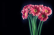 Flower, flowers, flower arrangements, cut flowers, floral arrangements, gerbera, gerberas, pink flower, pink flowers, pink gerbera, pink gerberas, Daisy Jane,