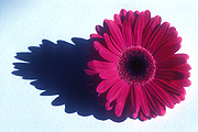 Flower, flowers, flower arrangements, cut flowers, floral arrangements, gerbera, gerberas, shadow, shadows, red gerbera, red gerberas, red flower, red flowers, Daisy Jane,
