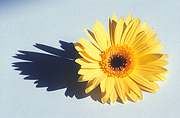 Flower, flowers, flower arrangements, cut flowers, floral arrangements, gerbera, gerberas, shadow, shadows, yellow gerbera, yellow gerberas, yellow, yellow flower, yellow flowers, Daisy Jane,