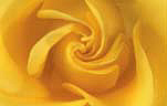 Flower, flowers, cut flowers, rose, roses, rosa, yellow, yellow, yellow flower, yellow flowers, Daisy Jane,