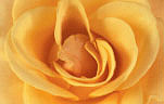 Flower, flowers, cut flowers, rose, roses, rosa, yellow, yellow, yellow flower, yellow flowers, Daisy Jane,
