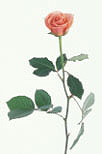 Flower, flowers, cut flowers, rose, roses, rosa, pink, pink rose, pink roses, pink flower, pink flowers, Daisy Jane,