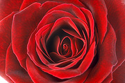Flower, flowers, cut flowers, rose, roses, rosa, red, red, red flower, red flowers, Daisy Jane,