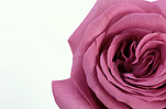 Flower, flowers, cut flowers, rose, roses, rosa, mauve, mauve flower, mauve flowers, purple, mauve, purple flower, purple flowers, mauve rose, mauve roses, purple rose, purple roses, Daisy Jane,