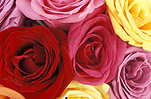 Flower, flowers, cut flowers, floral arrangements, rose, roses, rosa, red, pink, pink rose, pink roses, yellow, red flower, red flowers, pink flower, pink flowers, yellow, yellow flower, yellow flowers, Daisy Jane,