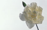 Flower, flowers, flower arrangements, cut flowers, floral arrangements, carnation, carnations, dianthus, dianthus caryophyllus, white carnation, white carnations, white, white flower, white flowers, Daisy Jane,