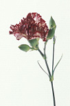 Flower, flowers, flower arrangements, cut flowers, floral arrangements, carnation, carnations, dianthus, dianthus caryophyllus, red flower, red flowers, red carnation, red carnations, Daisy Jane,