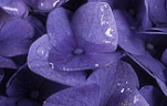 Hydrangeas, Flowers, Macrophylla, Garden flowers, Plants, Nature, Flower Pictures, Images.