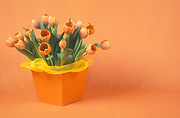 Flower, flowers, cut flowers, floral arrangements, tulip, tulips, tulipa, orange tulip, orange tulips, orange flower, orange flowers, box, boxes, packaging, present, presents, gift, gifts, Daisy Jane,