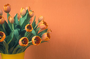 Flower, flowers, cut flowers, floral arrangements, tulip, tulips, tulipa, orange tulip, orange tulips, orange flower, orange flowers, vase, vases, vase of flowers, vases of flowers, Daisy Jane,