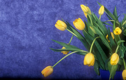 Flower, flowers, cut flowers, floral arrangements, tulip, tulips, tulipa, yellow, yellow flower, yellow flowers, Daisy Jane,