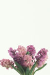 Flower, flowers, Cut flowers, flowers, hyacinth, hyacinths, hyacinthus, liliaceaeDaisy Jane,