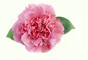 Flower, flowers, Camellia, Camellias, D.Herzilia de Freitas Masalhaes, red flower, red flowers, red camellia, red camellias, Daisy Jane,