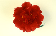 Flower, flowers, Camellia, Camellias, satsuma kurenai, red camellia, red camellias, red flower, red flowers, red, Daisy Jane,