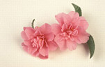 Flower, flowers, Camellia, Camellias, rosette, pink, pink camellia, pink, pink camellias, pink flower, pink flowers, Daisy Jane,