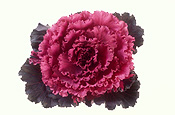 Vegetable, vegetables, Brassica, kale, ornamental cabbage, ornamental cabbages, collard, collards, ornamental kale, brassica oleracea, Daisy Jane,