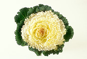 Vegetable, vegetables, Brassica, kale, ornamental cabbage, ornamental cabbages, collard, collards, ornamental kale, brassica oleracea, Daisy Jane,