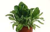 Vegetable, vegetables, silverbeet, silverbeet, silver beet, agriculture, pot, pots, garden pot, garden pots, outdoor pot, outdoor pots, swiss chard, leafbeet, leaf beet, beta, beta vulgaris, chenopodiacea, spinach, Daisy Jane,