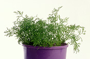 Herb, Herbs, pot, pots, potted, garden pot, garden pots, outdoor pot, outdoor pots, potted herbs, potted dill, dill, anethum, graveolens, anethum graveolens, umbelliferae, Daisy Jane,