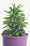 Herb, Herbs, pot, pots, potted, outdoor pot, outdoor pots, garden pot, garden pots, potted herbs, tarragon, Daisy Jane,