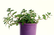 Herb, Herbs, pot, pots, potted, mint, chocolate, chocolate mint, pot, pots, garden pot, garden pots, outdoor pot, outdoor pots, potted herbs, potted mint, mentha, piperita, mentha piperita, piperita, Daisy Jane,