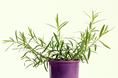 Herb, Herbs, pot, pots, potted, french tarragon, tarragon, pot, pots, garden pot, garden pots, outdoor pot, outdoor pots, french tarragon, french, artemisia dracunculus, artemisia, dracunculus, asteraceae, pot, pots, potted herbs, Daisy Jane,