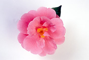 Flower, flowers, camellia, camellias, pink, pink flower, pink flowers, waltz time, Daisy Jane,