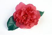 Flower, flowers, camellia, camellias, japonica, camellia japonica, pink, pink flower, pink flowers, kramers beauty, Daisy Jane,