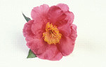 Flower, flowers, camellia, camellias, pink, pink flower, pink flowers, california sunset, Daisy Jane,