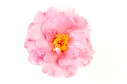 Flower, flowers, camellia, camellias, pink, pink flower, pink flowers, japonica, camellia japonica, fashionata, Daisy Jane,