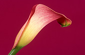 Flower, flowers, lilies, lillies, zantedeschia, zantedeschias, calla, calla lily, calla lilies, claret, pink, pink flower, pink flowers, arum, arums, arum lily, arum lilies, pink arum, pink arums, pink calla, pink calls, Daisy Jane,