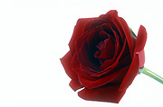 Flower, flowers, Rose, roses, rosa, rose, red roses, red, red rose, cut flowers, single red roses, single red rose, red flower, red flowers, single flower, single flowers, Daisy Jane,