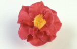 Flower, flowers, camellia, camellias, japonica, camellia japonica, camellia japonicas, guilio nuccio, pink, pink flower, pink flowers, Daisy Jane,