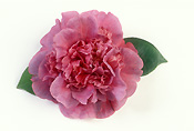 Flower, flowers, camellia, camellias, D. Herzilia de Freitas Masal haes, pink, pink flower, pink flowers, Daisy Jane,