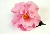 Flower, flowers, camellia, camellias, Lasca beauty, reticulata, camellia reticulata, pink, pink flower, pink flowers, stamen, stamens, Daisy Jane,