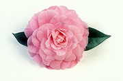 Flower, flowers, camellia, camellias, camellia japonica, camellia japonicas, japonica, pink, pink flower, pink flowers, Betty Ridley, Daisy Jane,