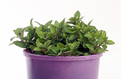 Herb, Herbs, oregano, origanum, vulgare, aureum, origanum vulgare, origanum vulgare aureum, golden oregano, pot, pots, potted, potted herb, potted herbs, Daisy Jane,