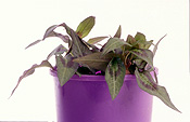 Herb, Herbs, vietnamese, vietnamese mint, mint, pot, pots, potted, potted herbs, laksa leaf, hot mint, cambodian mint, persicaria, odorata, persicaria odorata, polygonum, odoratum, polygonum odoratum, Daisy Jane,