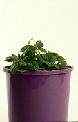 Herb, Herbs, oregano, origanum, vulgare, aureum, origanum vulgare, origanum vulgare aureum, pot, pots, potted, potted herb, potted herbs, Daisy Jane,